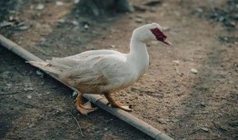 大鹅鹅网红黑历史西雅图吃瓜,揭秘网红黑历史背后的真相